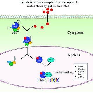 AhR signaling pathway. Abbreviations: AhR, aryl hydrocarbon receptor ...