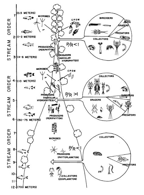 Pictorial representation of the river continuum (from Cummins, 1975) | Download Scientific Diagram