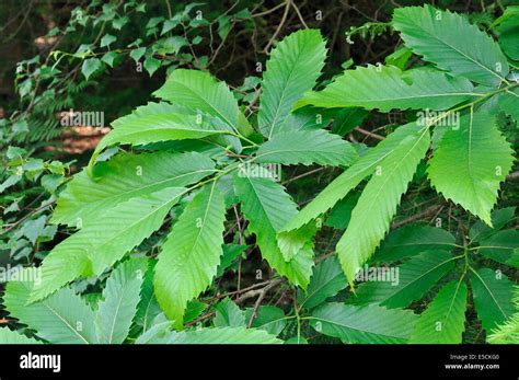 Sweet Chestnut Tree Leaves - Castanea sativa Stock Photo: 72193520 - Alamy