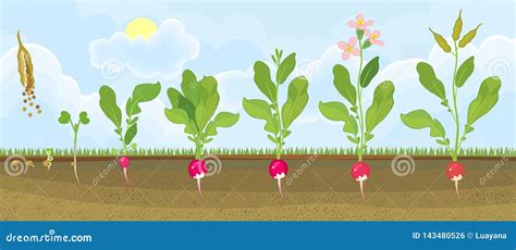 Radish Life Cycle. Stages Of Radish Growth From Seed And Sprout To ...