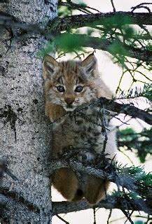 Lay of the Land: Sierra Club Challenges Lynx Habitat Designation