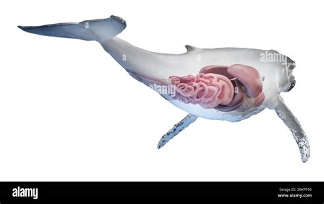 Whale anatomy, illustration Stock Photo - Alamy