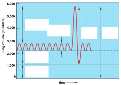 Lung Volume Diagram | Quizlet