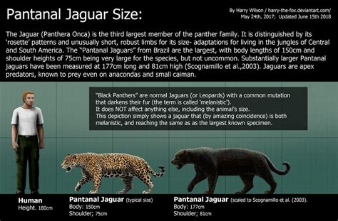 Jaguar Size by Harry-the-Fox on DeviantArt