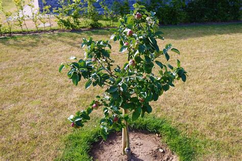 13 Fastest Growing Fruit Trees that Yields in Two Years - Hort Zone