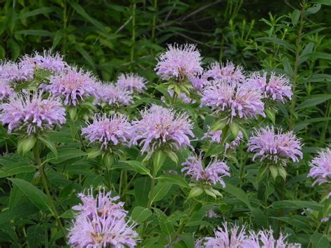 myWildflowers.com | Starter plants, Wild bees, Plants