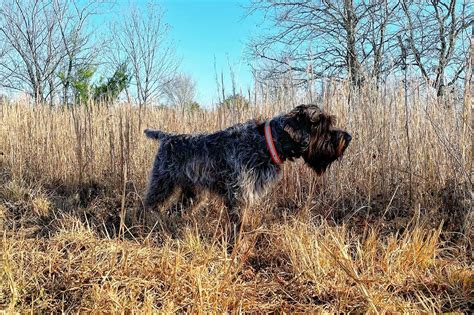 Wirehaired Pointing Griffon Puppies For Sale - AKC PuppyFinder