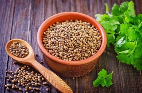 Coriander | Definition, History, Uses, Seeds, Leaves, & Facts | Britannica