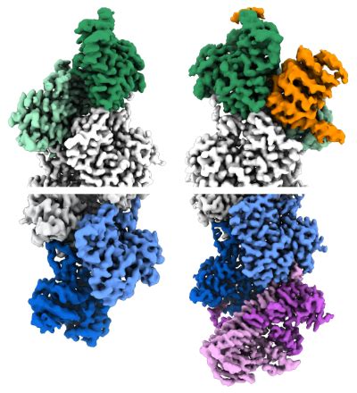 Study Unravels the Mysteries of Actin Filament Polarity