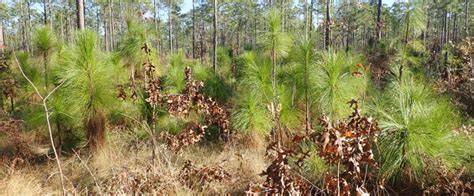 Trails of Suwannee | Florida State Parks