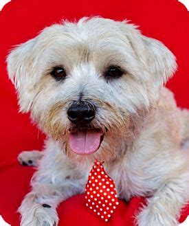 Irvine, CA - Wheaten Terrier/Border Terrier Mix. Meet Bowser a Dog for Adoption.