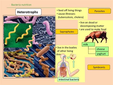 Bacteria