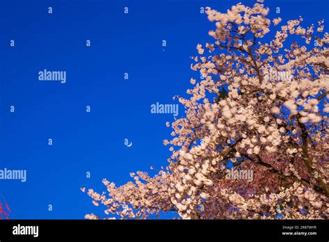 Cherry blossoms in Hirosaki Park Stock Photo - Alamy