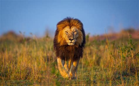 Majestic Lion in Africa - HD Bokeh Wallpaper