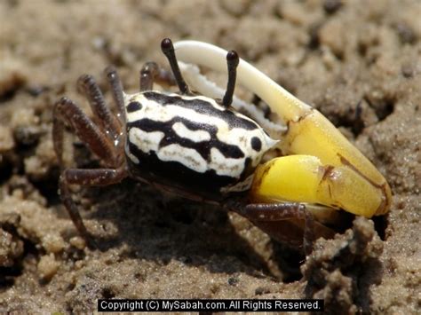 Borneo Fiddler Crabs, Sabah, Malaysia/fiddler-crab-asc00078