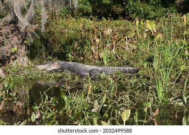 North American Alligator Habitat Stock Photo (Edit Now) 2032499597