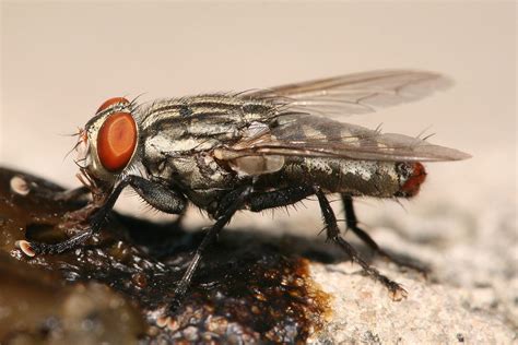 Flesh fly - Wikipedia