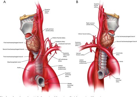 Figure 3 from Surgical anatomy of the trachea. | Semantic Scholar