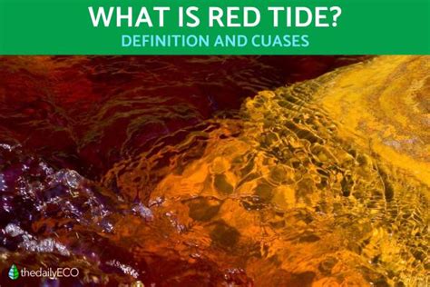 What Is Red Tide and What Causes It? - Red Tide Definition and Causes