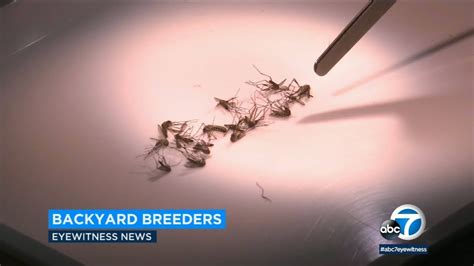 'Ankle biter' mosquitoes becoming more common in OC | ABC7 - YouTube