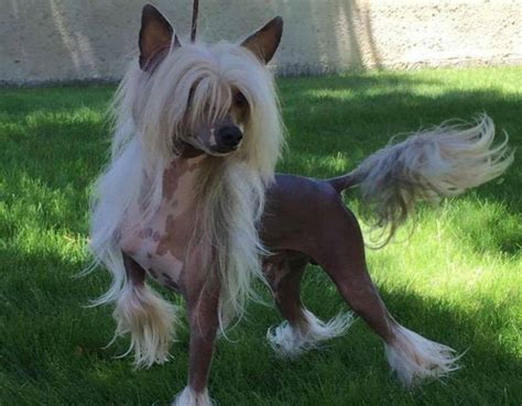 Chinese Crested Dog Info, Temperament, Puppies, Pictures