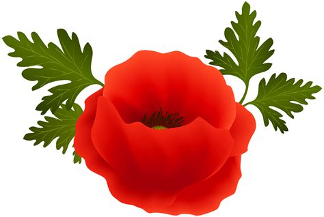 Poppy clipart, Poppy Transparent FREE for download on WebStockReview 2024