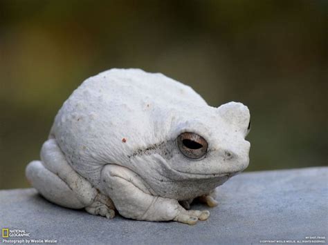 White frog | Albino animals, Rare albino animals, Frog