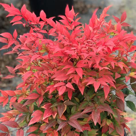 Nandina domestica 'Gulf Stream' Heavenly Bamboo from Saunders Brothers Inc