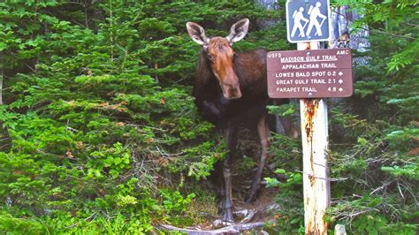 Species Movement on the A.T. Landscape | Appalachian Trail Conservancy