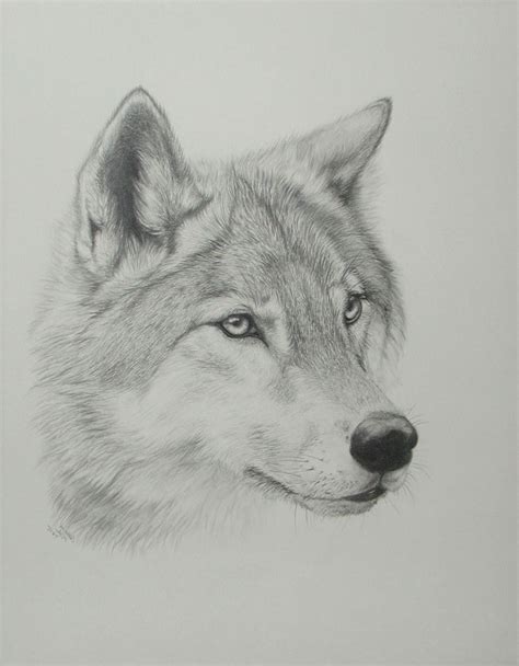 Realistic Wolf Pencil Sketch