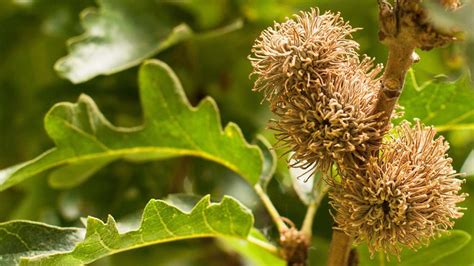 Turkey Oak (Quercus cerris) - British Trees - Woodland Trust