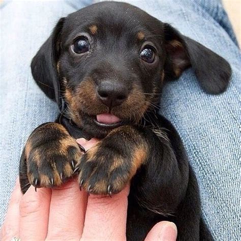 Sausage dog | Smiling dogs, Cute dogs, Puppies