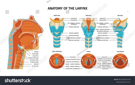 Larynx Anatomy Composition Anatomic Views Various Stock Vector (Royalty ...