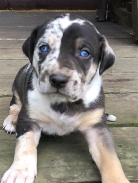 Catahoula Leopard Puppies For Sale | Chillicothe, OH #247666