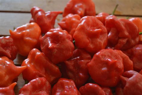 Chili Trinidad Scorpion Butch T Seeds (Capsicum chinense)