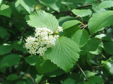 viburnum dentatum - southern arrowwood | Viburnum, Plants, Photo galleries