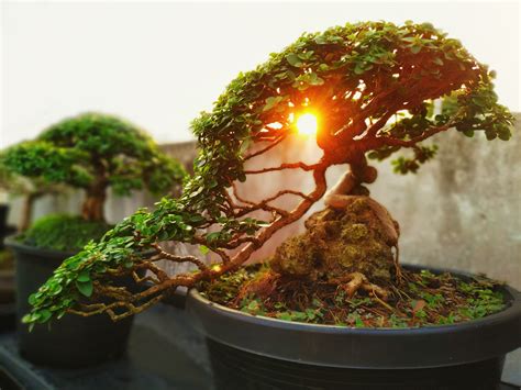 Finding Zen in Nature: The Meditative Practice of Bonsai - MyStart