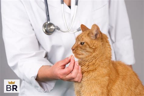 5 Best Cat Flea and Tick Prevention - Nov. 2024 - BestReviews