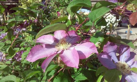 Clematis Vines Add a Spectacular Touch - Alden Lane Nursery