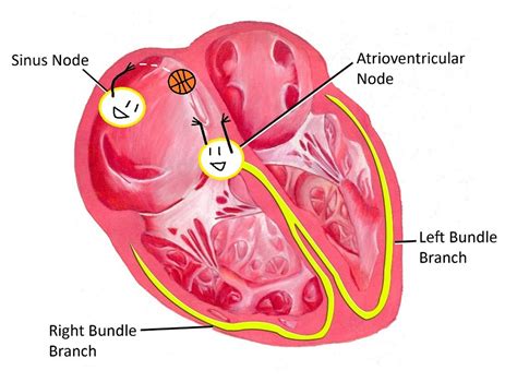 Clotho medical explanation