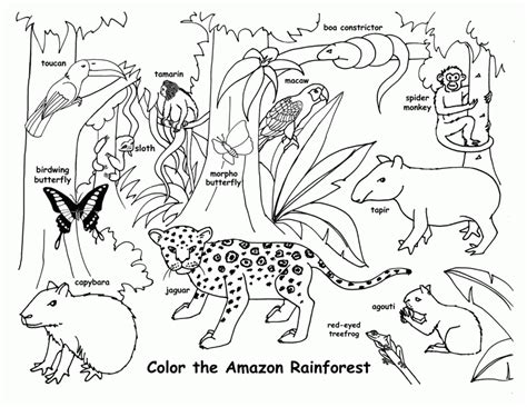 Printables Tropical Rainforest Coloring Pages Color Jungle ... - Coloring Home