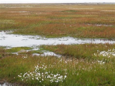 The Breathing Tundra | Ice Stories: Dispatches From Polar Scientists