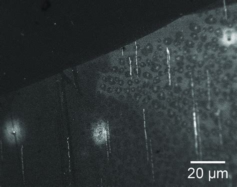 Fluorescence image of SyBr Gold labeled DNA. Upper left area was ...