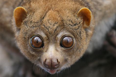 Potto | Cincinnati Zoo | Chris Dulaney | Flickr