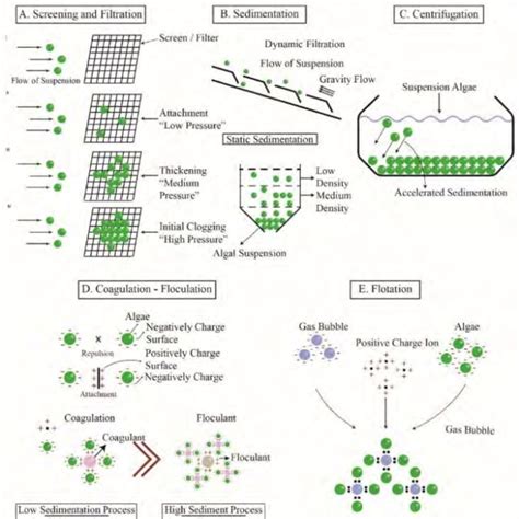 Several principal methods of harvesting microalgae. (A) screening and... | Download Scientific ...