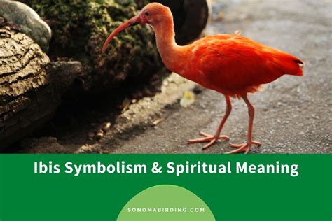 Ibis Symbolism and Meaning (Totem, Spirit, and Omens) - Sonoma Birding