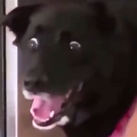 Scared Dog Meme