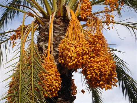 Date Palm Dates Phoenix · Free photo on Pixabay