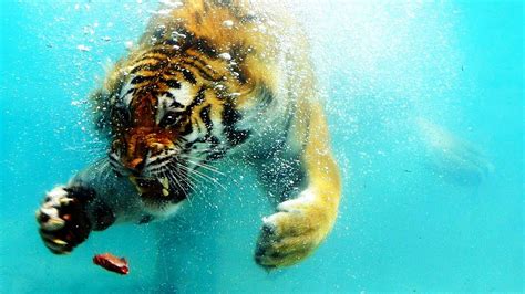 Tiger Catching Fish Video - YouTube