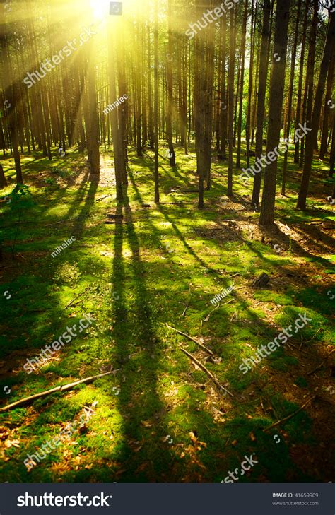 Sunrise Forest Stock Photo 41659909 : Shutterstock